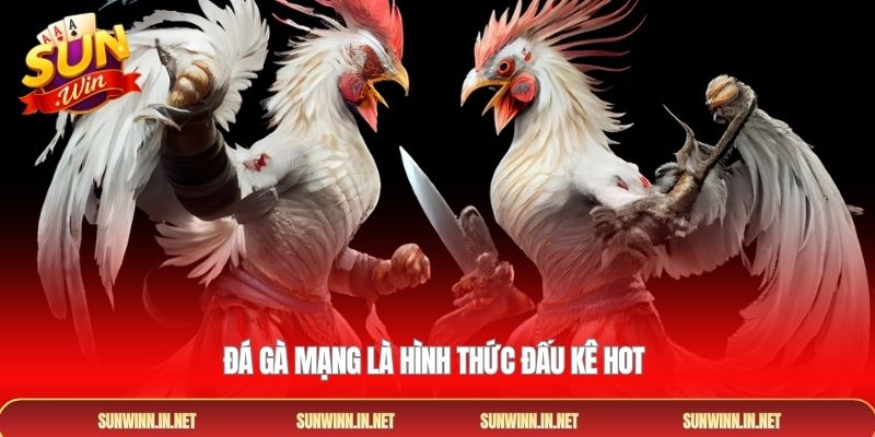Đá gà mạng là hình thức đấu kê hot 
